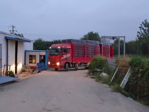 金用护栏2021年9月3日锌钢阳台护栏发货!